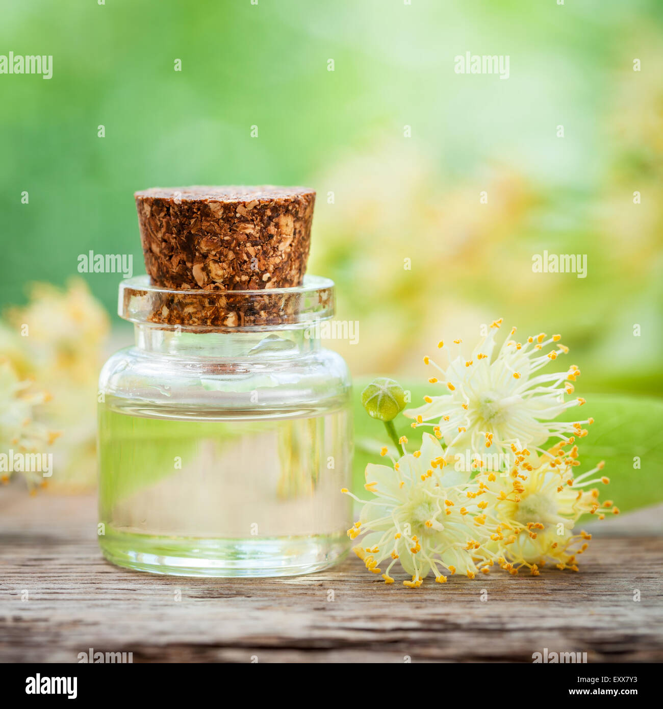 Bottle of essential linden oil and yellow lime flowers. Stock Photo