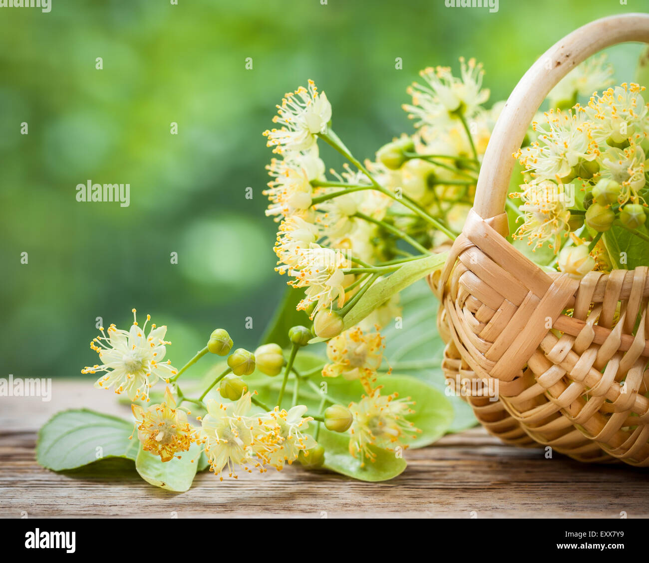 Wicker basket with lime flowers, herbal medicine. Stock Photo
