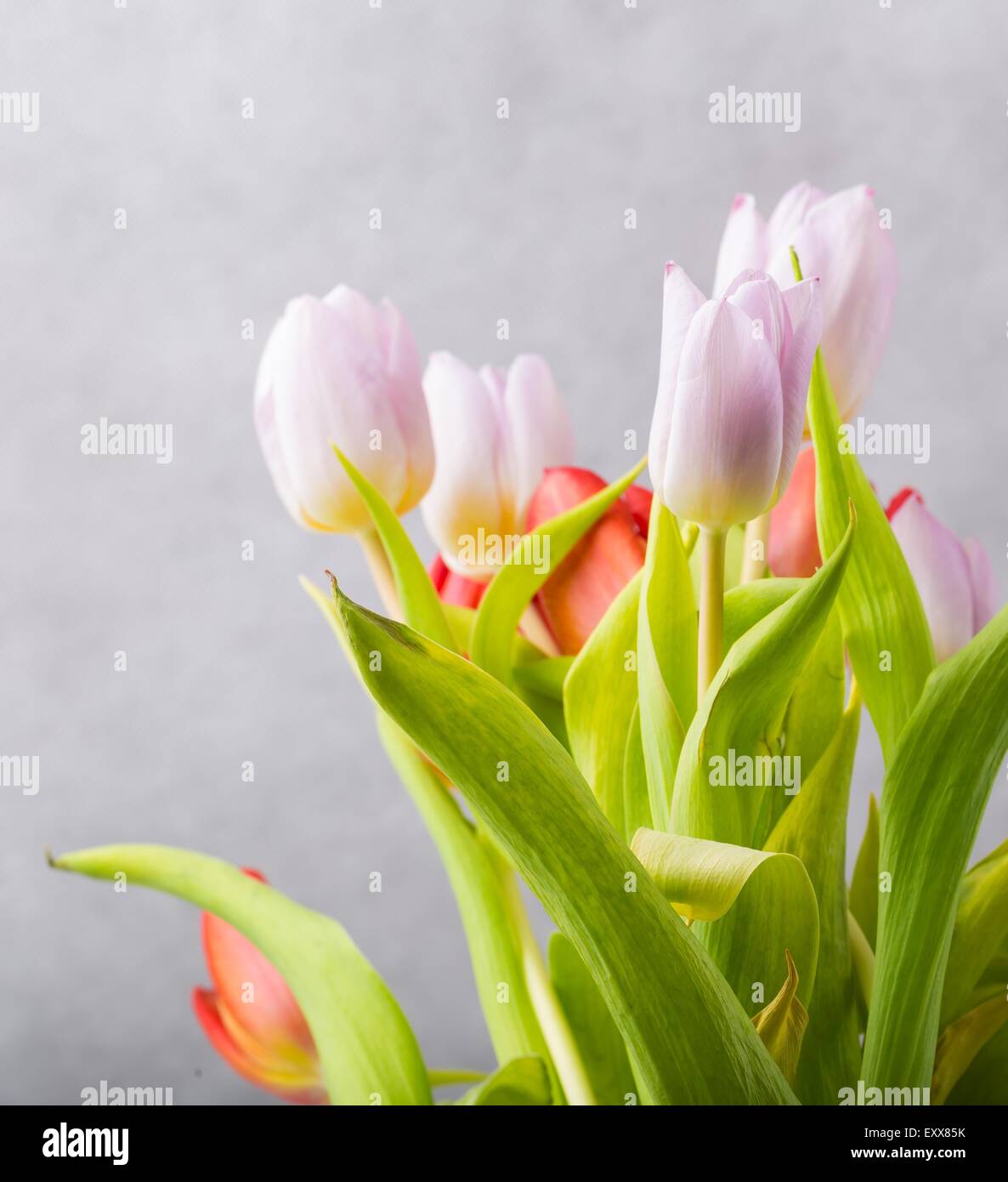 Studio photo of tulips. Beautiful tulips flowers close up Stock Photo ...