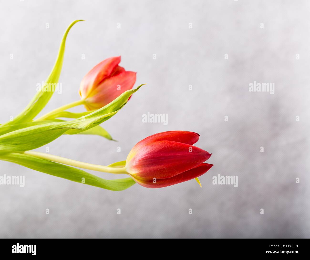 Studio photo of tulips. Beautiful tulips flowers close up Stock Photo ...