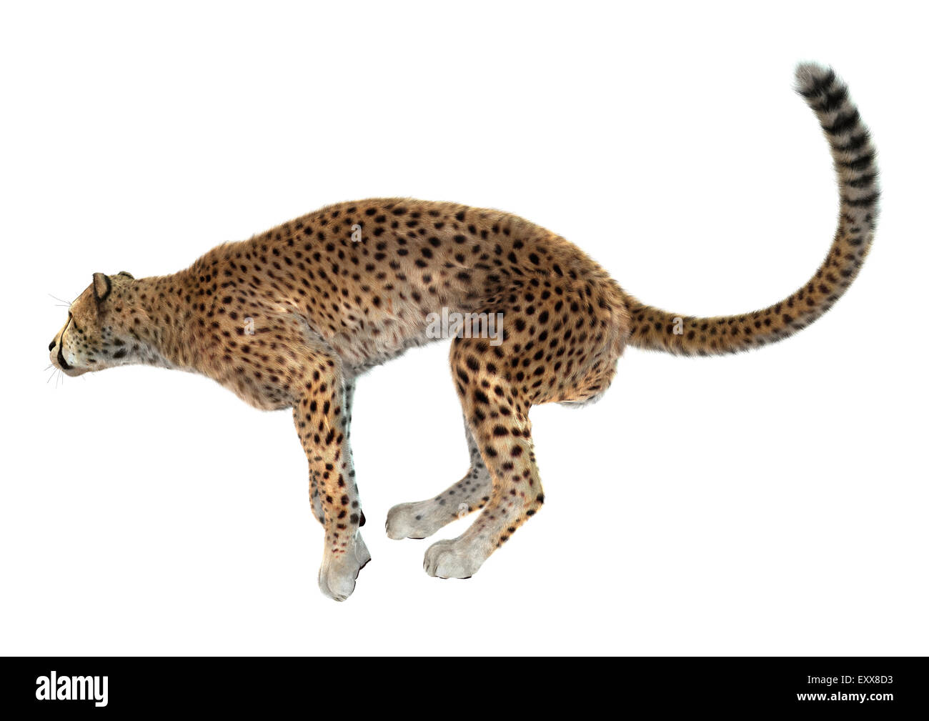3D digital render of a big cat cheetah ready to jump isolated on white background Stock Photo