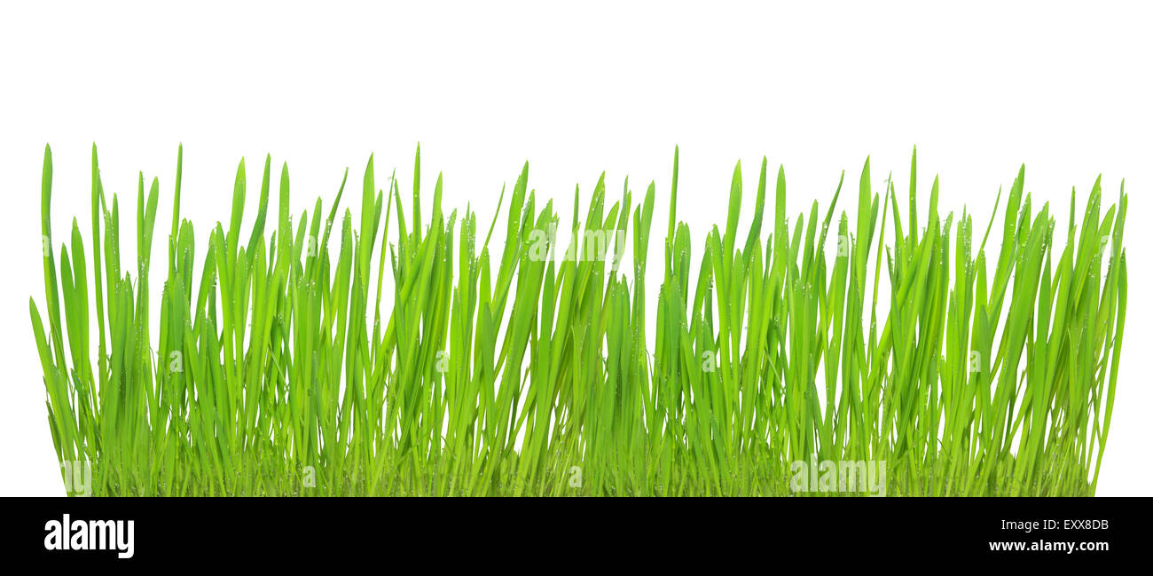 Green grass isolated on white background Stock Photo - Alamy