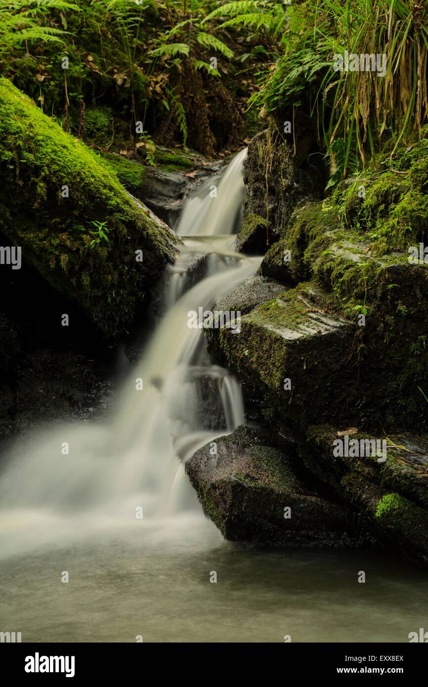 Waterfall in woodland hi-res stock photography and images - Alamy