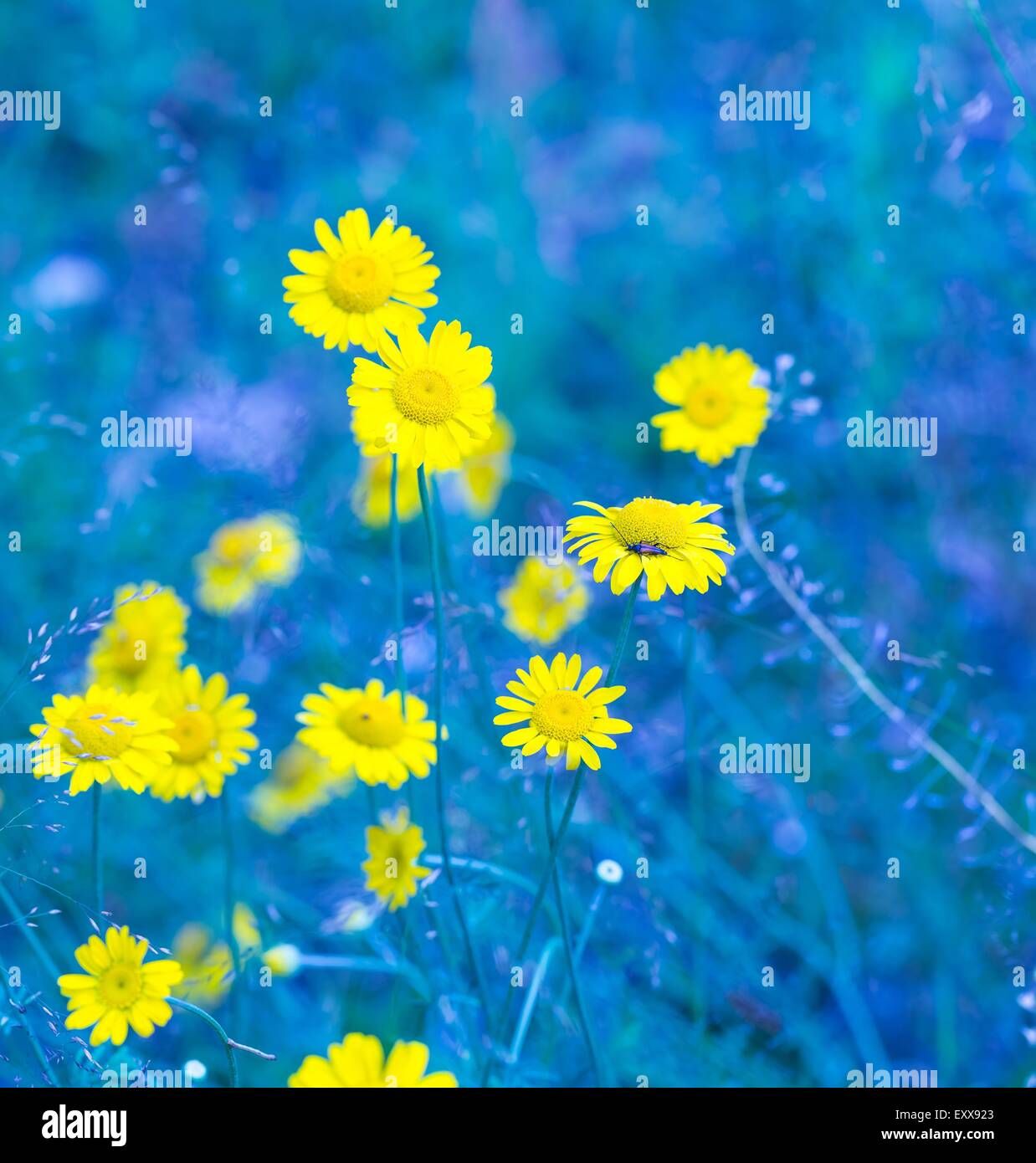 wild flowers growing in forest at summer time Stock Photo - Alamy
