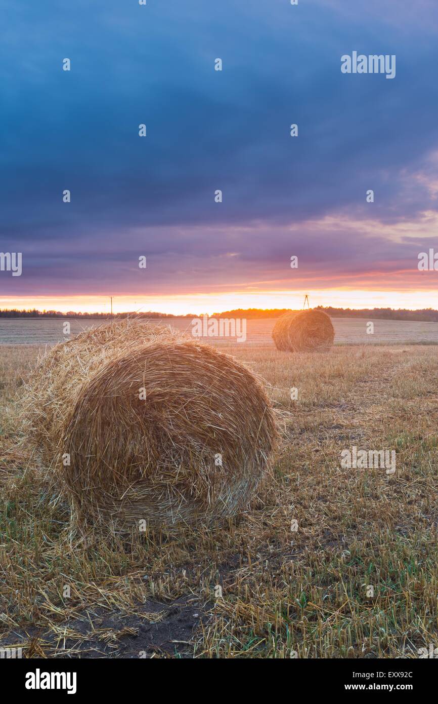 Round bales of straw on stubble field after grain harvest hi-res stock ...