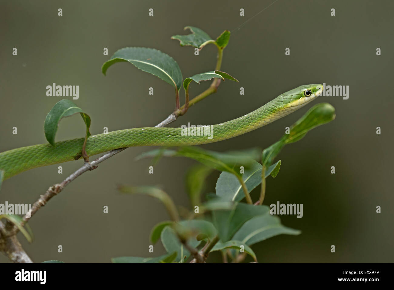 Rough Green Snake (Opheodrys aestivus), Maryland Stock Photo