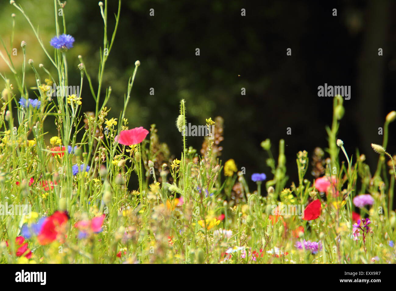 Beautiful wildflower meadow in full bloom at Manor Lodge in the city of ...