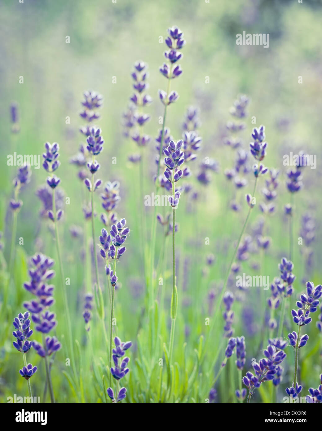 Beautiful Lavender Flower. Soft Focus. Retro stylized photo. Stock Photo