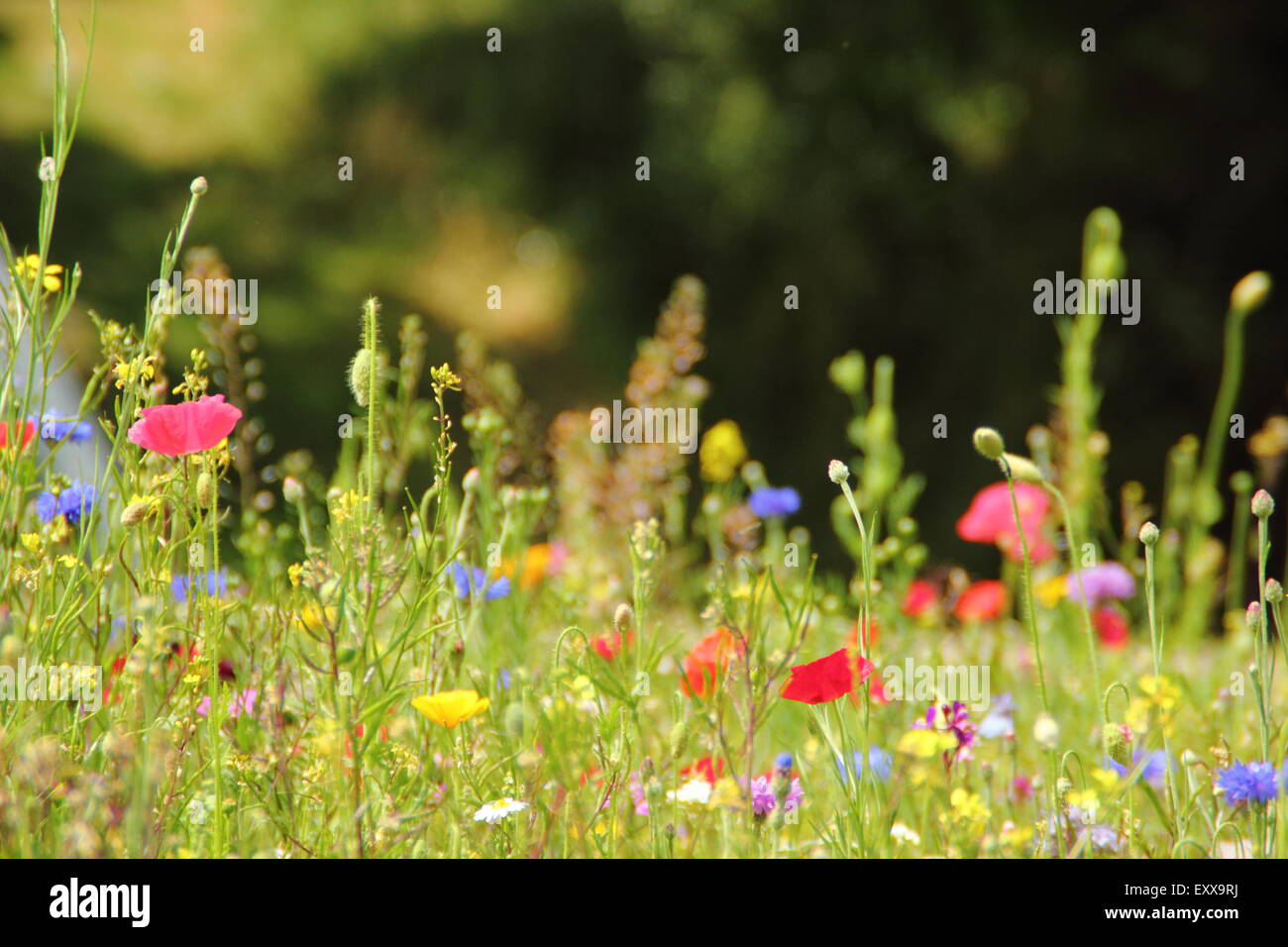 Beautiful wildflower meadow  in full bloom at Manor Lodge in the city of Sheffield, South Yorkshire, England UK - summer Stock Photo