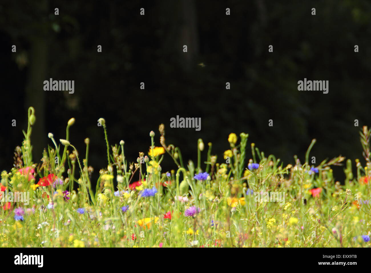 Wildflowers uk hi-res stock photography and images - Alamy