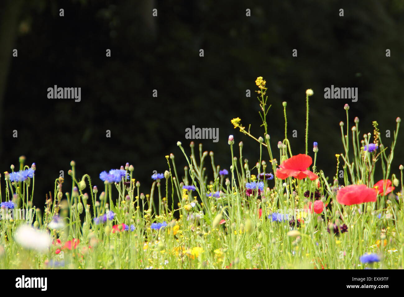 Wildflower meadow at Sheffield Manor Lodge; home to an impressionist planting scheme, Sheffield South Yorkshire, UK - copy space Stock Photo