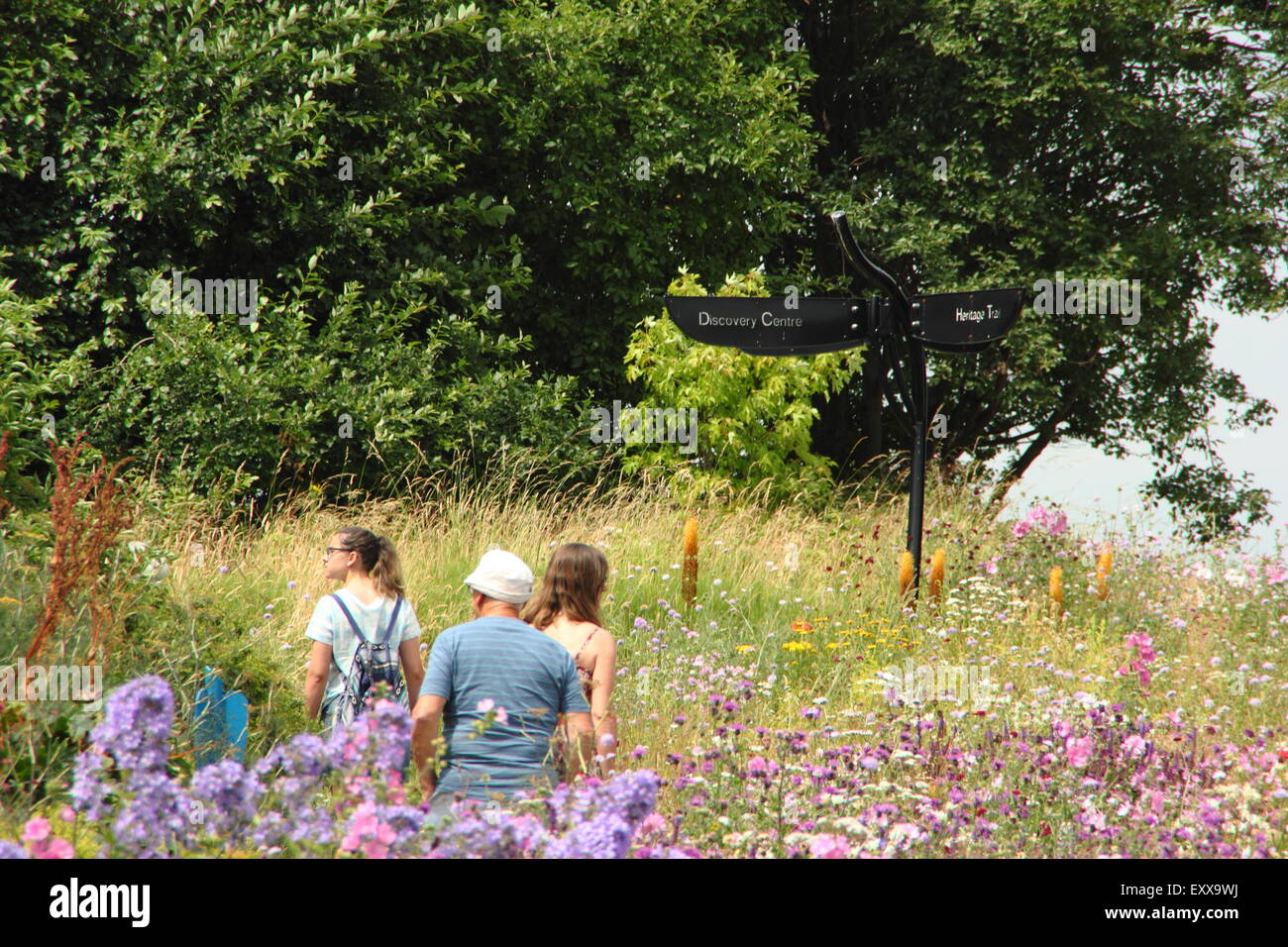 Visitors walk through wildflower meadows at Sheffield Manor Lodge, Sheffield, England UK Stock Photo