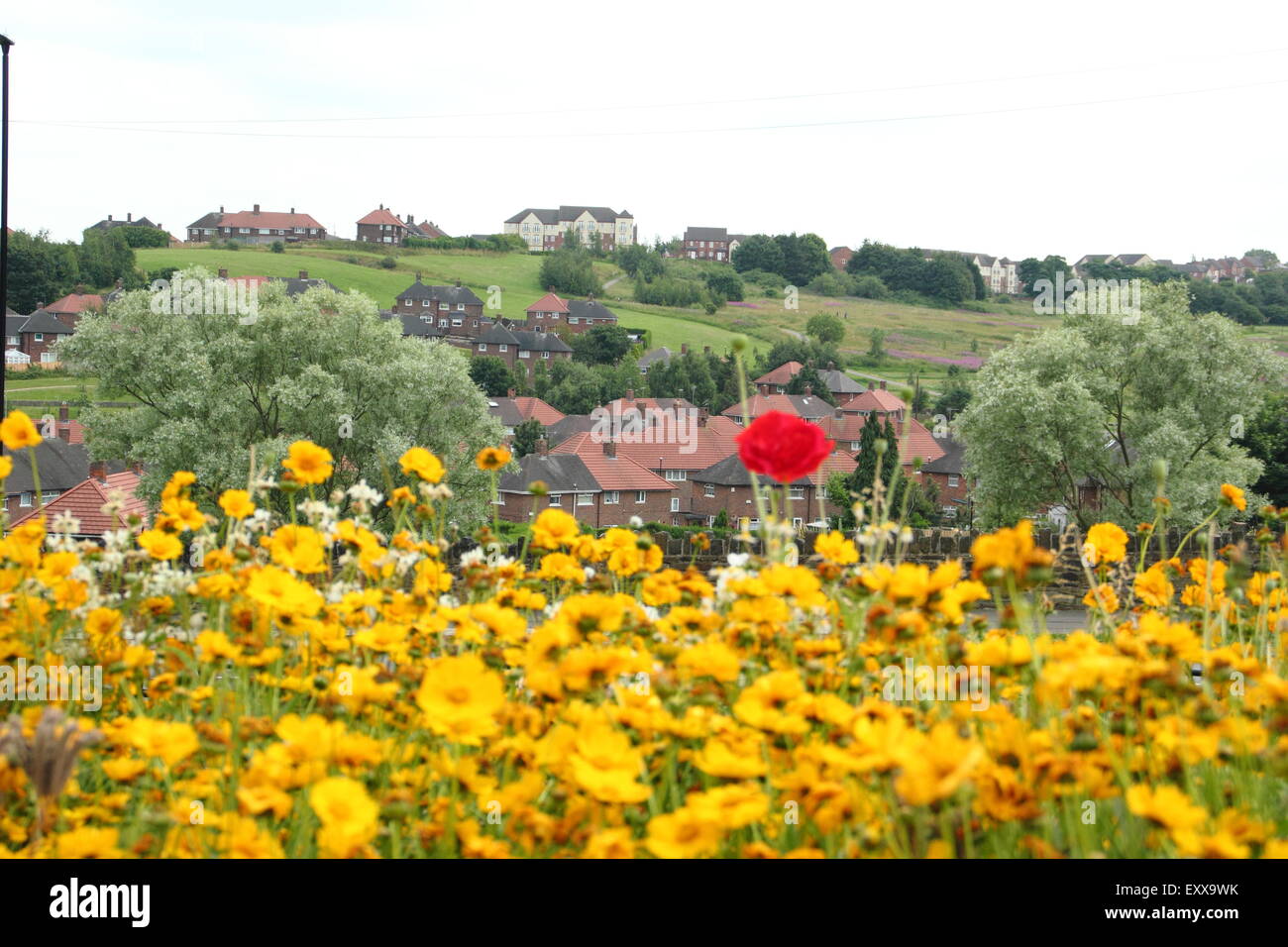 Wildflower meadow near Sheffield city centre, South Yorkshire Englabd UK Stock Photo