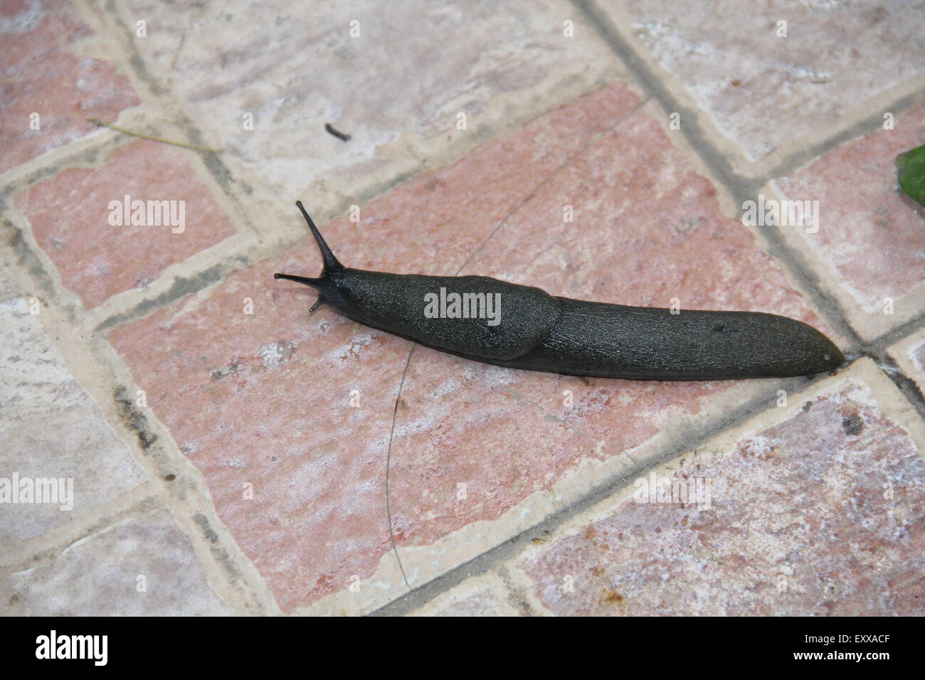 Slug crawling on a stone path in the park Stock Photo