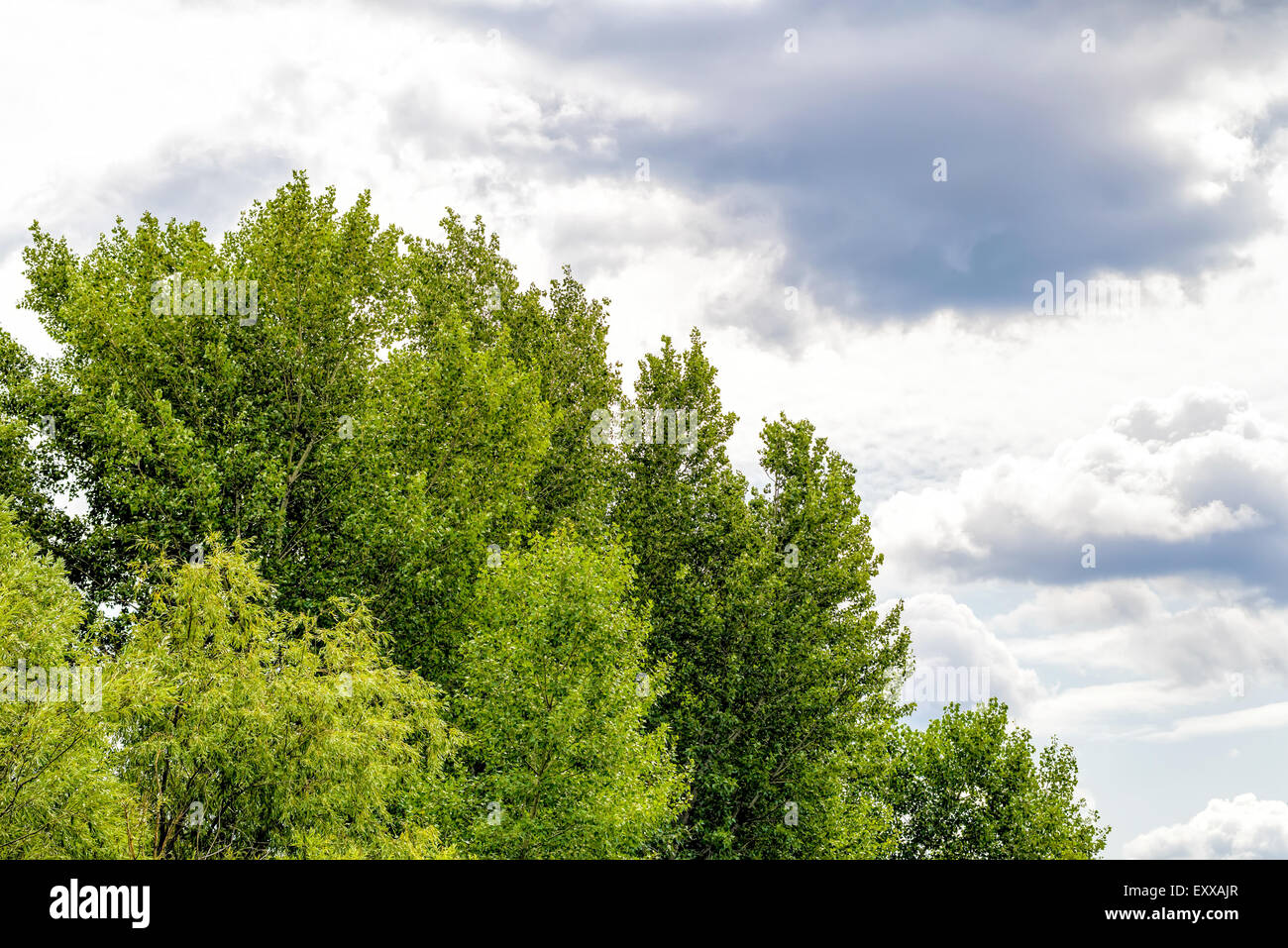 Stormy Sky Over the willow and poplar trees in summer Stock Photo Alamy