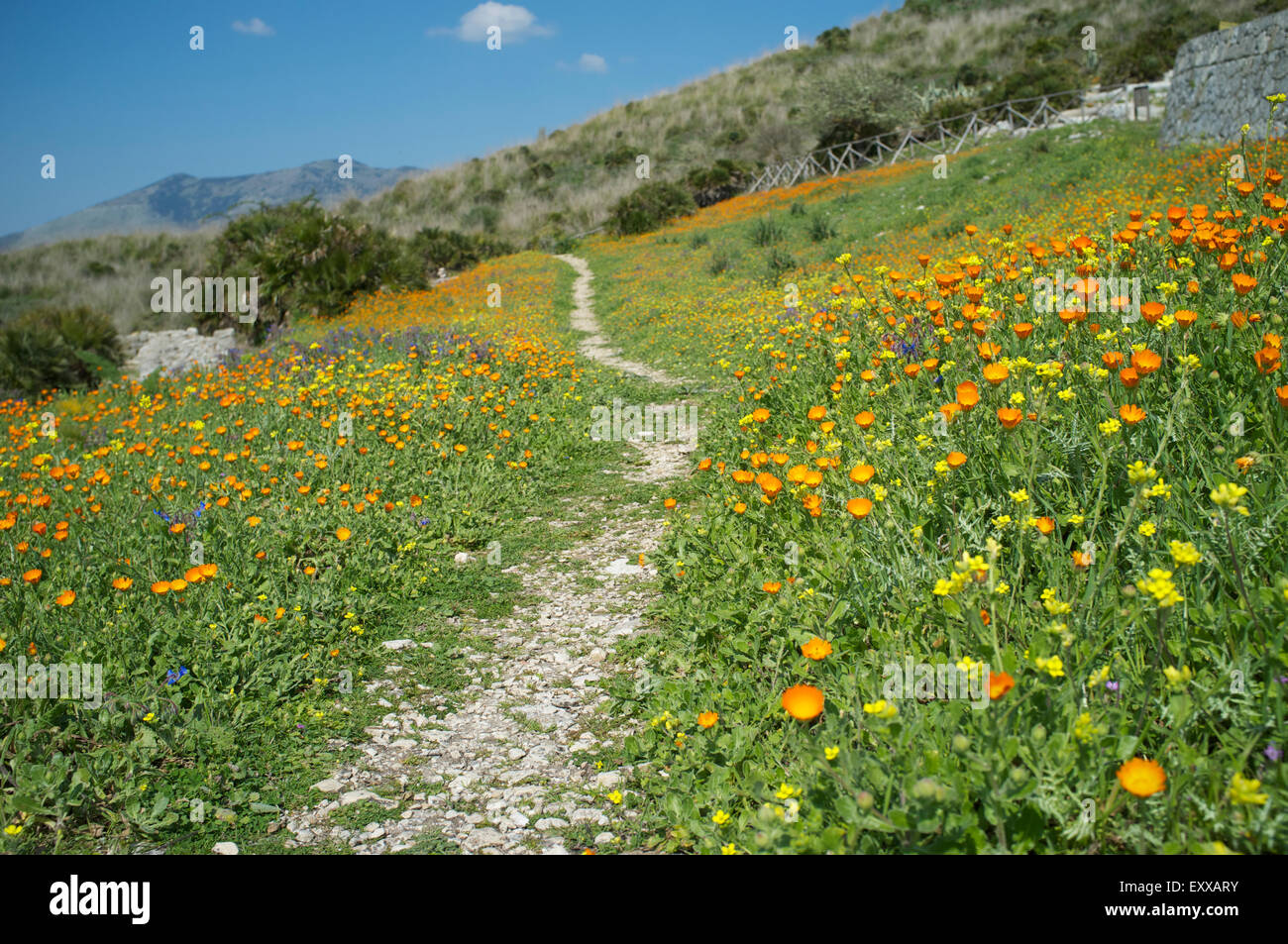A small path running on the slope of the hill covered by spring flowers