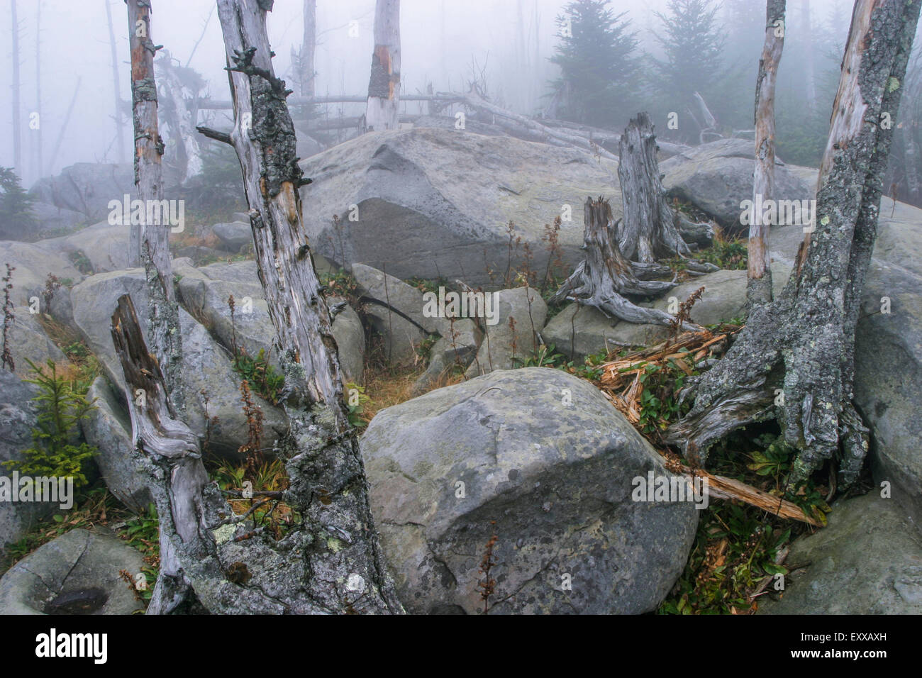 Clingman's Dome   Trees Wrapped With Fog In The Great Smoky Mountains