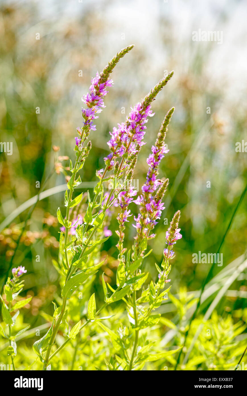 Pink Lythrum Salicaria growing in a meadow close to the river under the warm summer sun Stock Photo