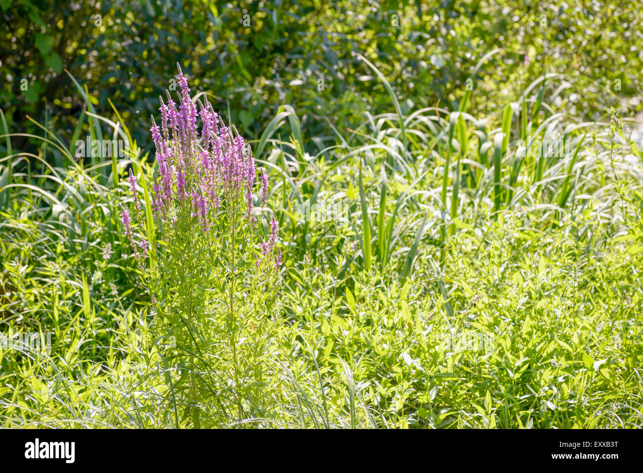 Pink Lythrum Salicaria growing in a meadow close to the river under the warm summer sun Stock Photo