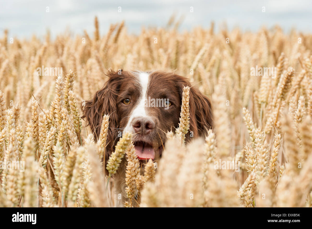 Liver white springer spaniel puppies hires stock photography and