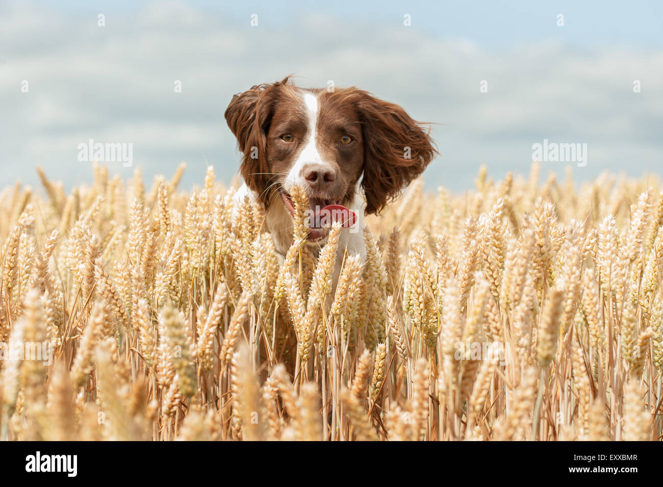 Springer Spaniel Dog in wheat field jumping and leaping having fun