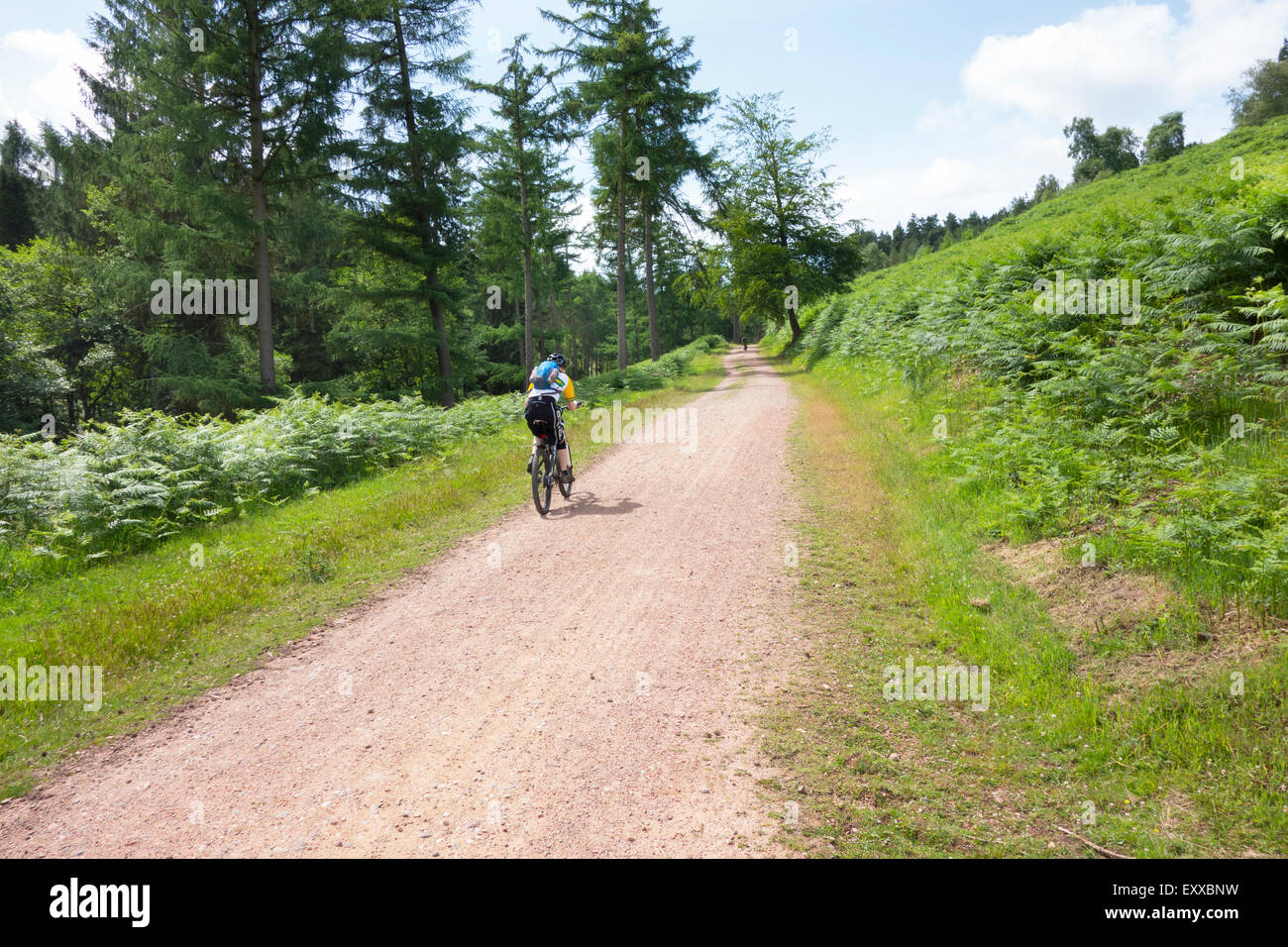 One of the many trails in Cannock Chase Forest Stock Photo