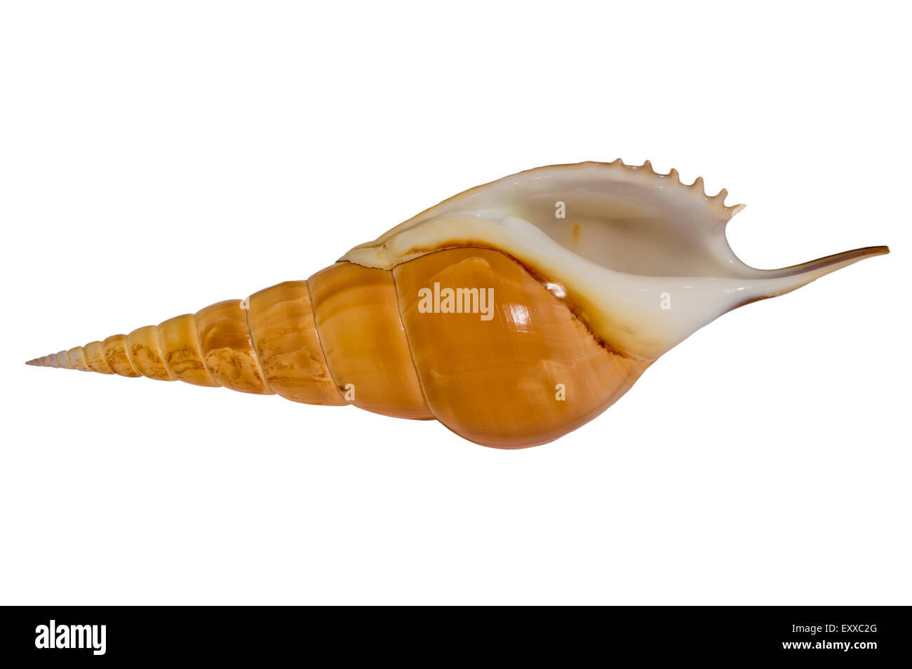 Conical Shell High Resolution Stock Photography And Images Alamy