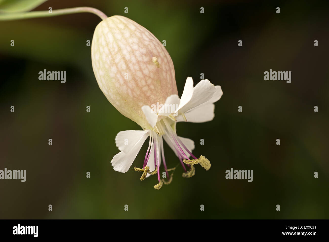 Beautiful wild white flower hi-res stock photography and images - Alamy