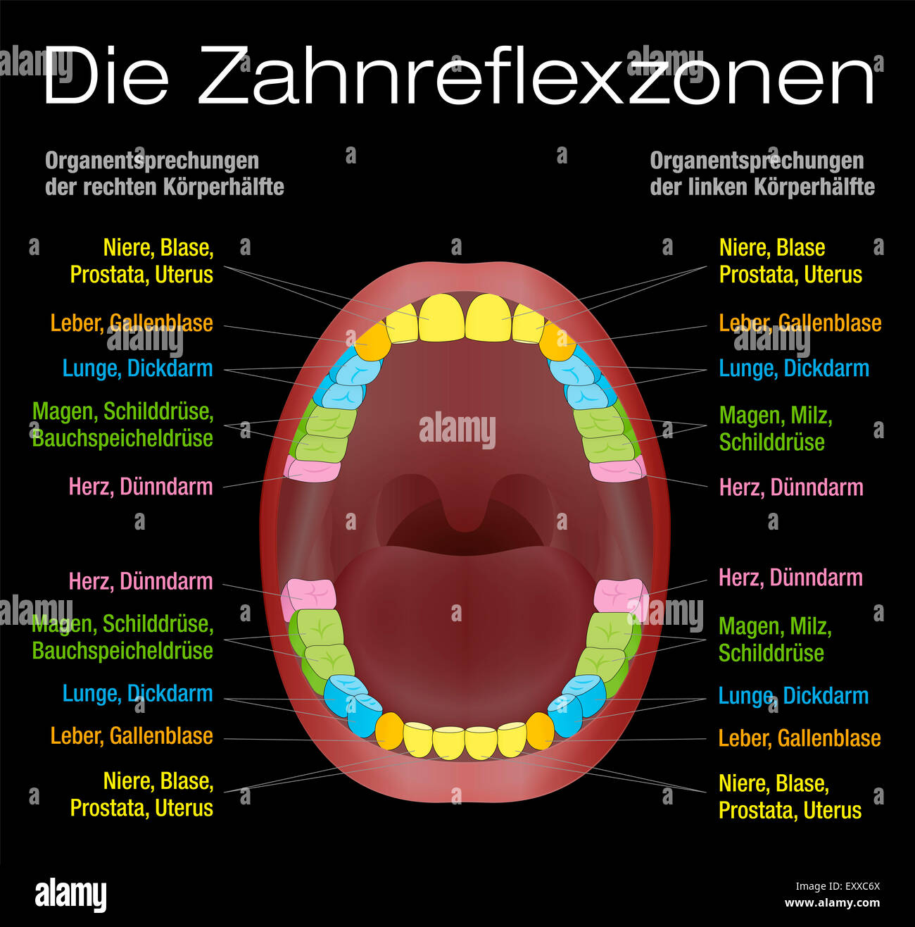 Tooth Reflexology Chart