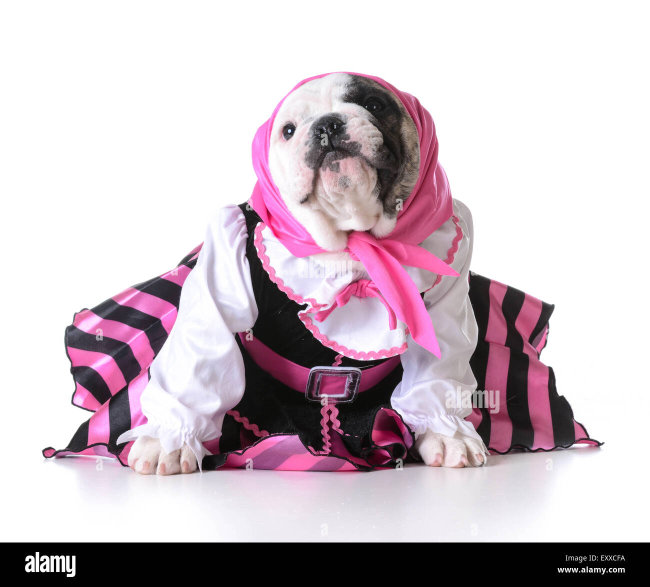 female puppy wearing a dress on white background - bulldog Stock Photo ...
