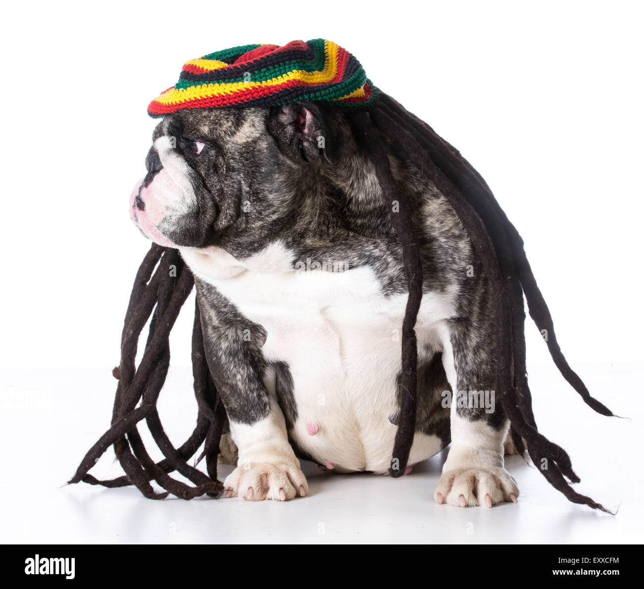funny dog wearing dreadlock wig on white background - bulldog Stock Photo