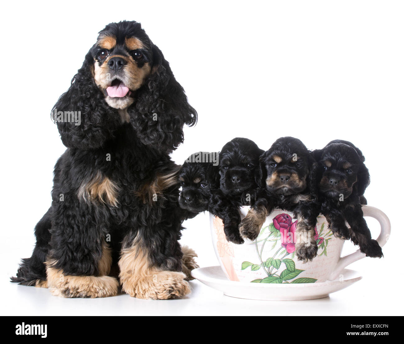 litter of puppies - american cocker spaniel mom and pups in a teacup on  white background Stock Photo - Alamy