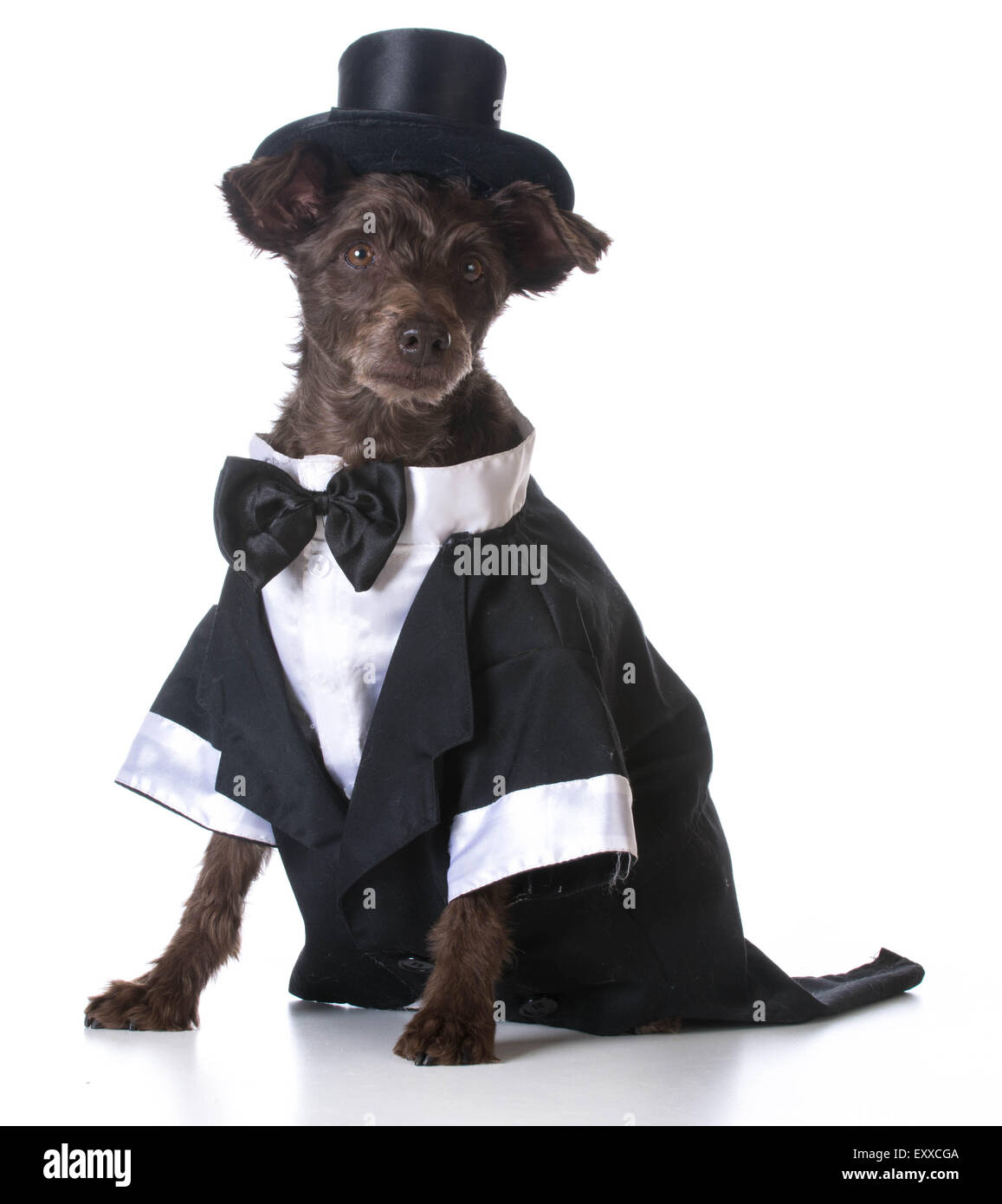 formal dog - mixed breed dog wearing tuxedo and tophat on white background  Stock Photo - Alamy