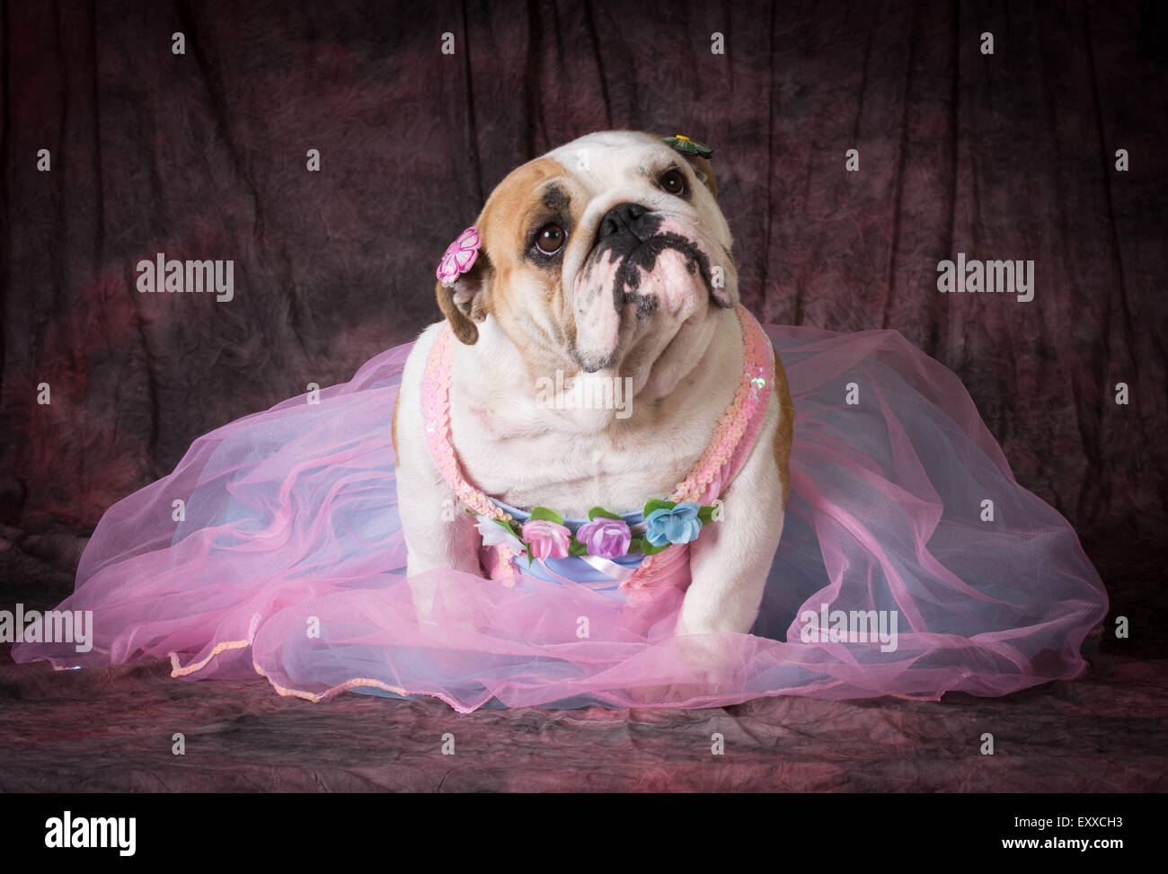 female dog wearing pink dress on purple background Stock Photo - Alamy