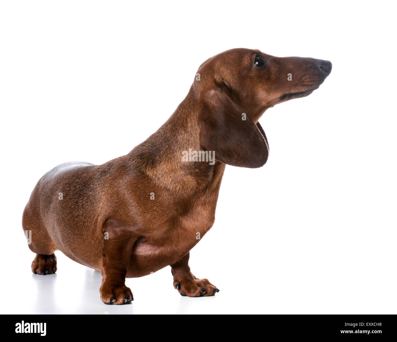 miniature smooth dachshund standing on white background Stock Photo