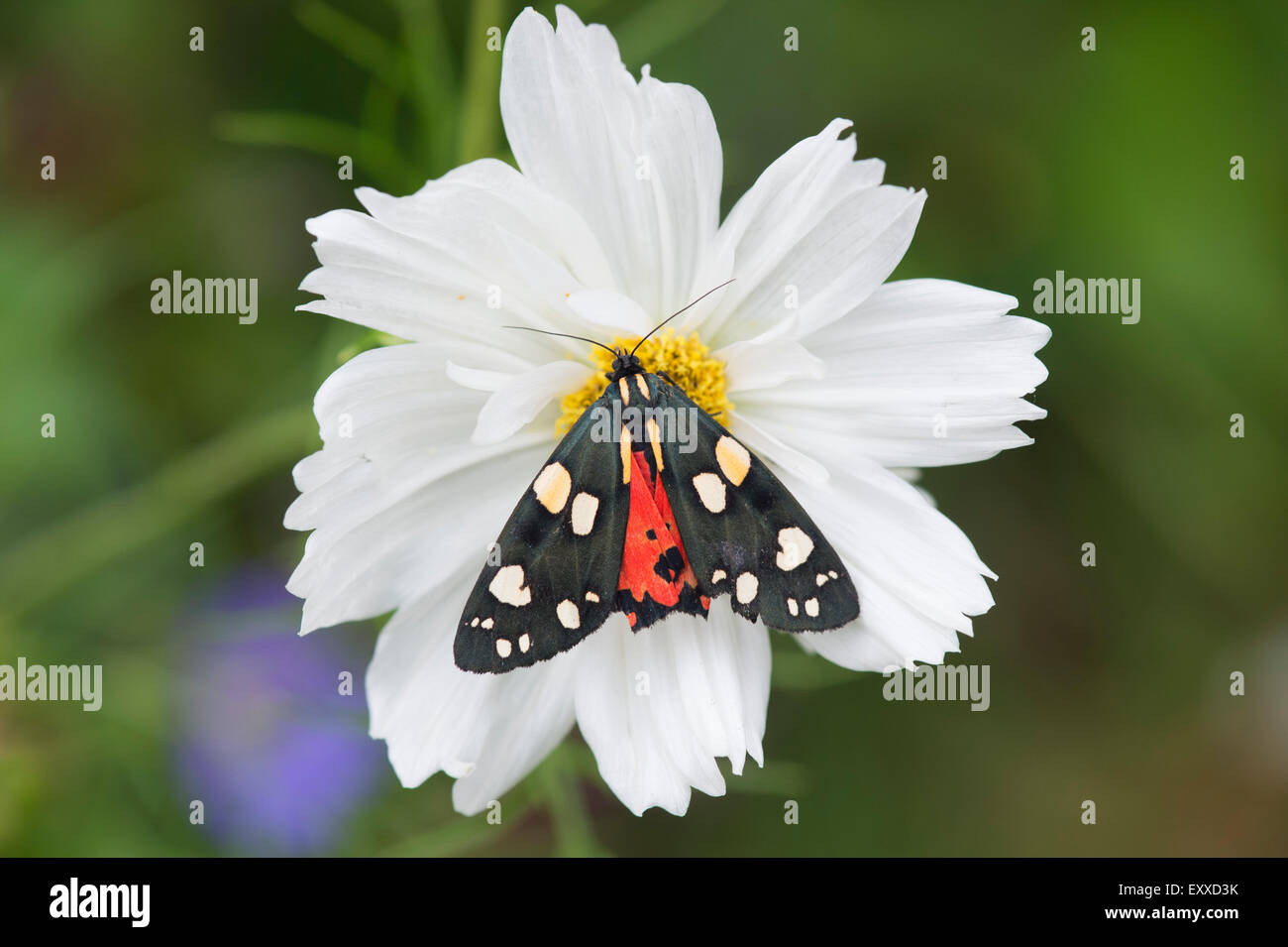 Callimorpha dominula. Scarlet tiger moth on a cosmos flower Stock Photo