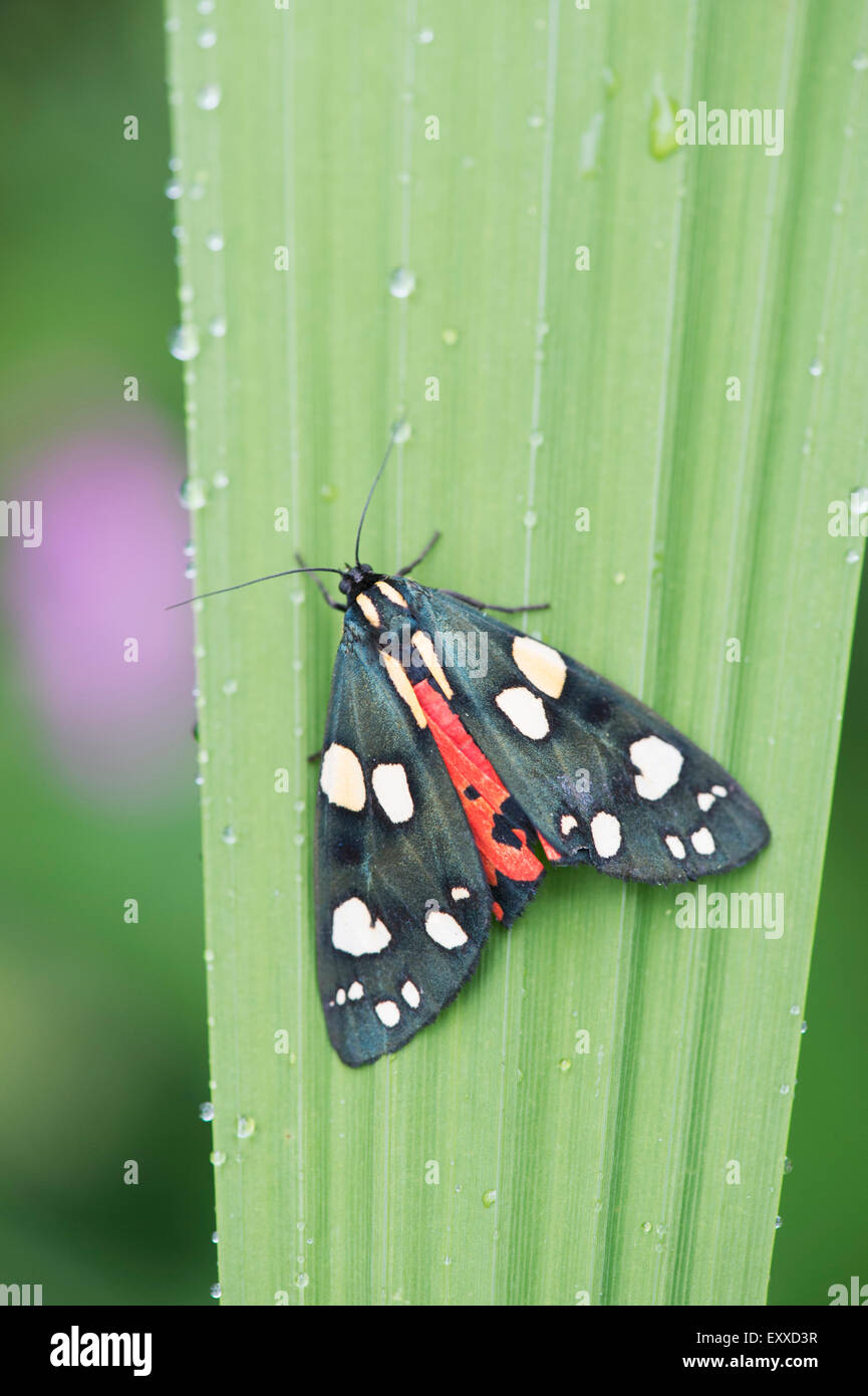 Callimorpha dominula. Scarlet tiger moth on a plant leaf Stock Photo