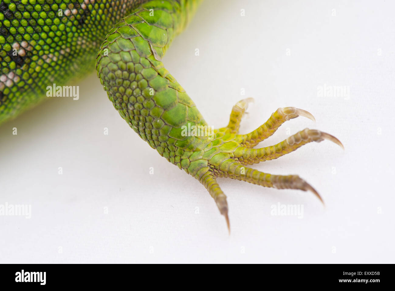 Lizard without legs hires stock photography and images Alamy
