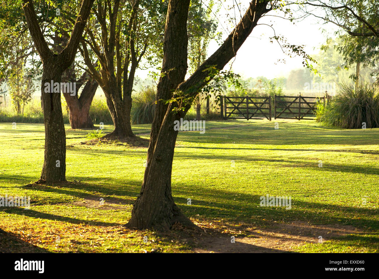 Trees growing in pasture Stock Photo Alamy