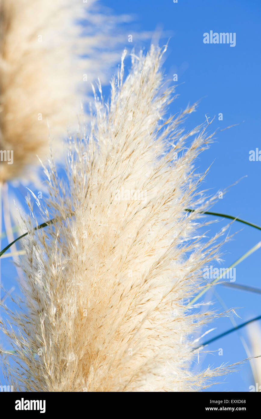 Pampas grass seedhead, closeup Stock Photo Alamy
