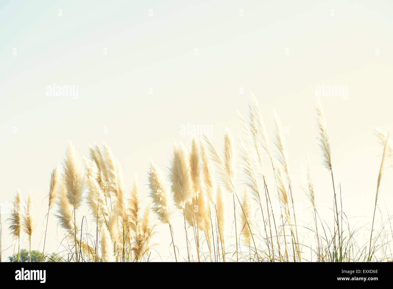 Image of pampas grass hires stock photography and images Alamy