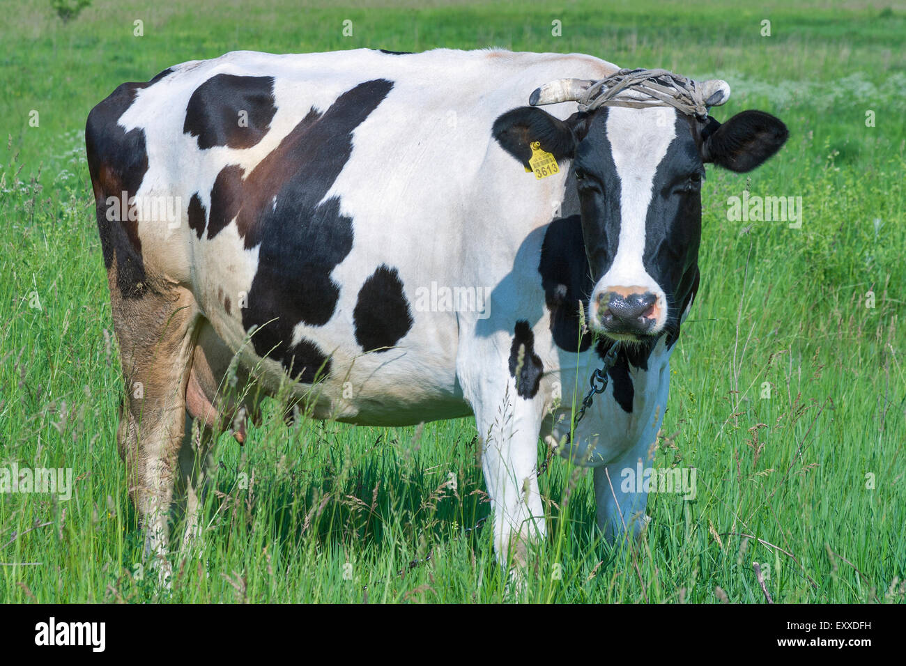 black and white cow grazing in a meadow Stock Photo - Alamy