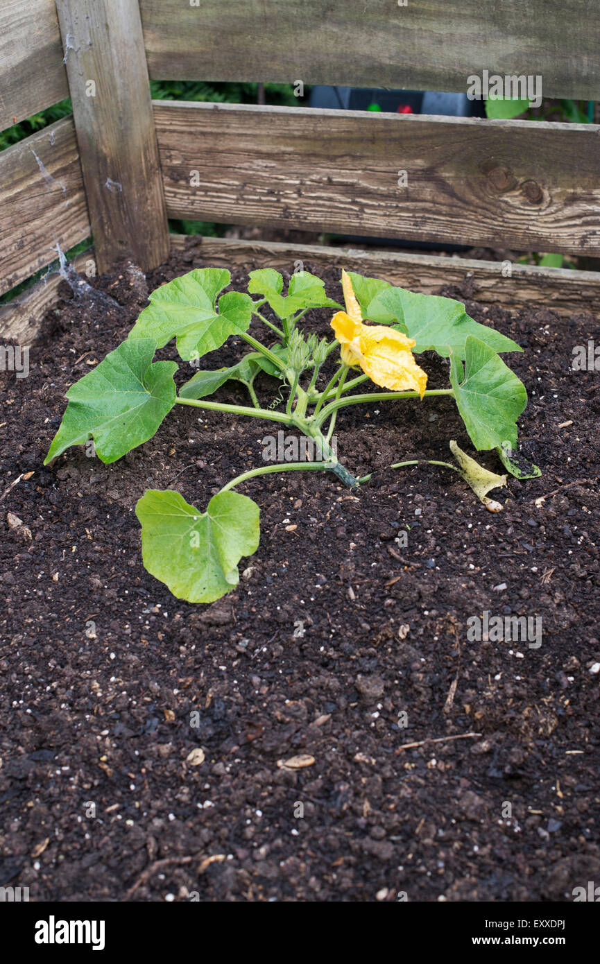 Cucurbita pepo. Courgette plant in flower growing in a compost heap