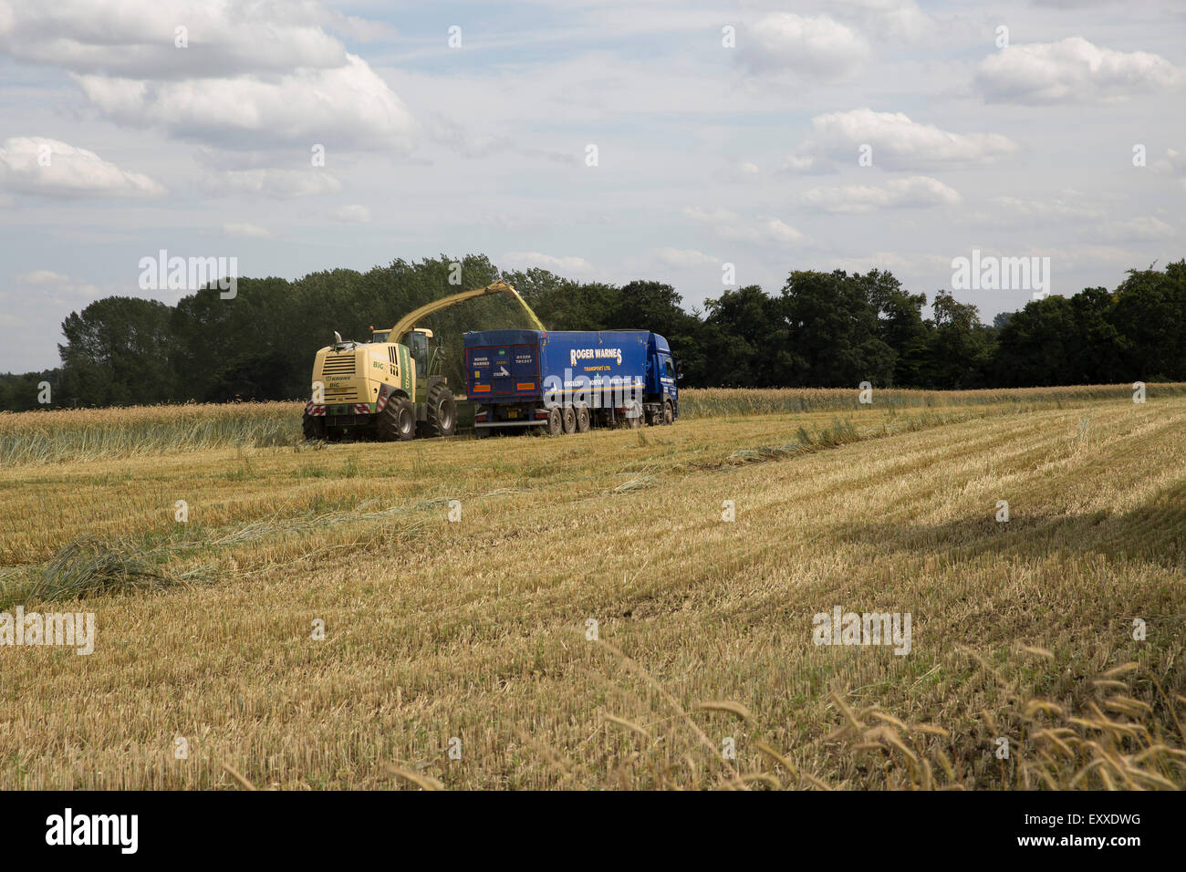 Watton, UK,17th July 2015, Combine Harvester harvesting the fields and loading on to a lorry in Watton Norfolk after thunderstorms last nigh Credit: Keith Larby/Alamy Live News Stock Photo