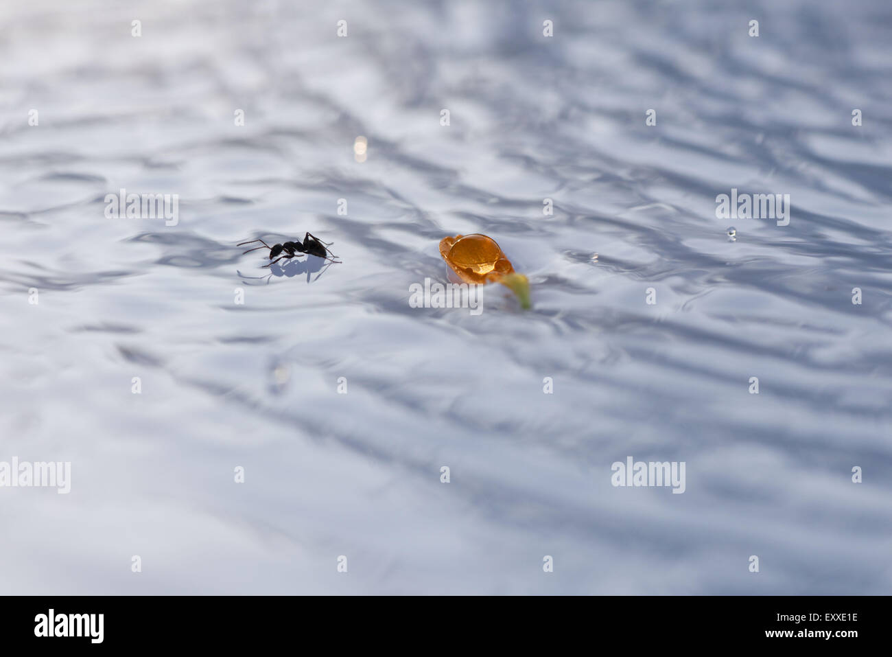 Ant on surface of water Stock Photo Alamy