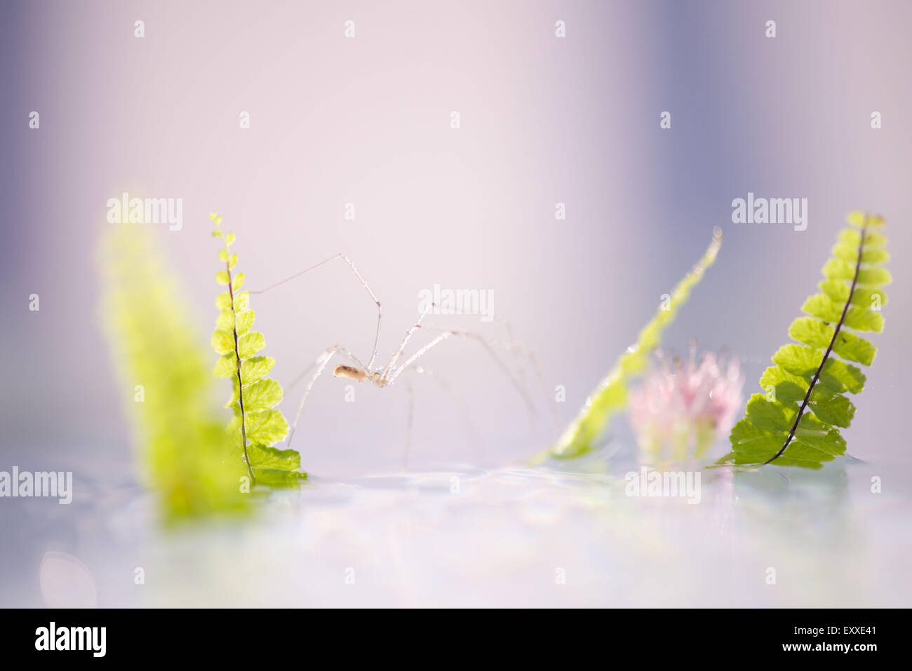 Delicate spider on water Stock Photo