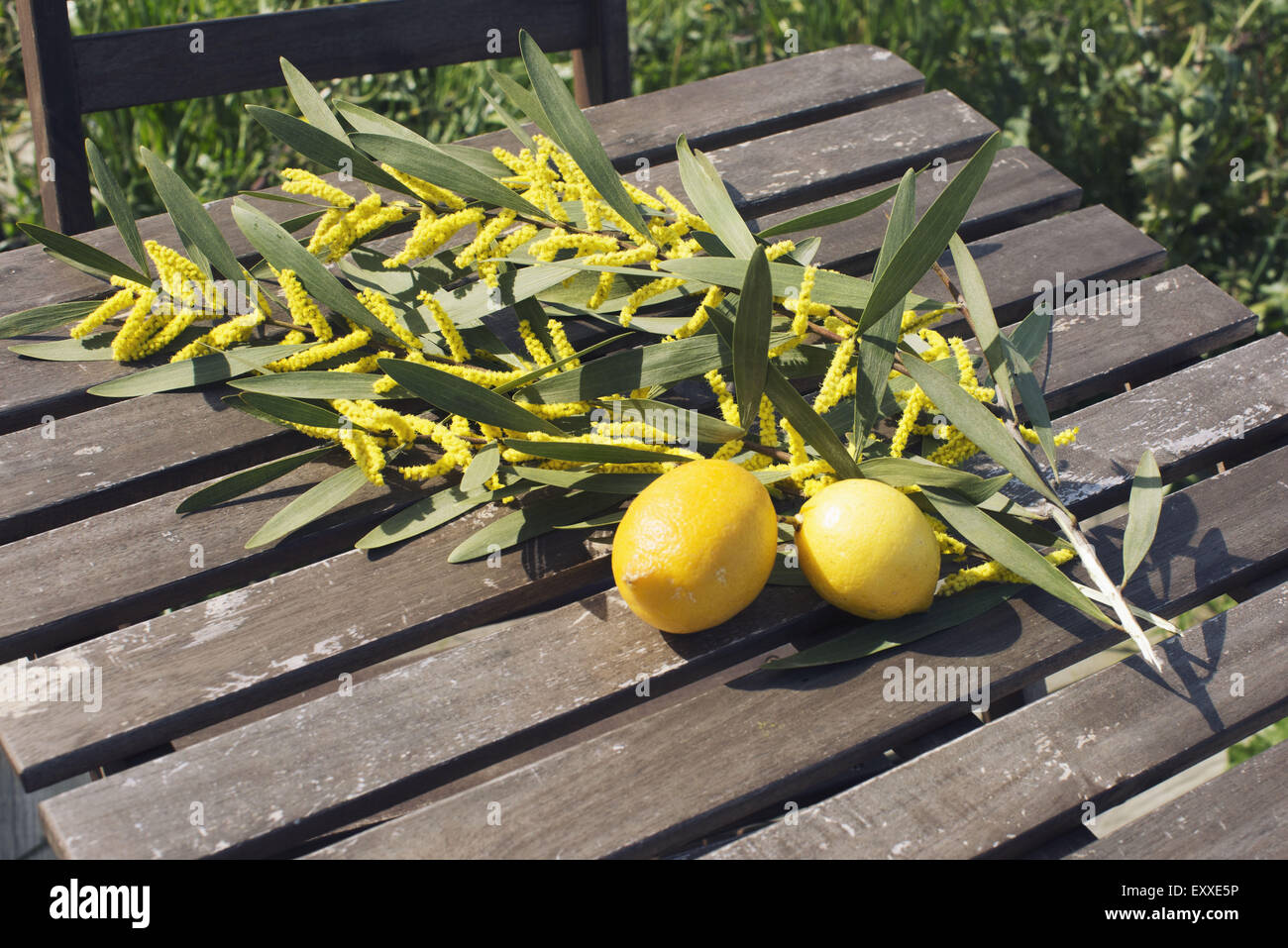 Fresh lemons and cut branches of Sydney golden wattle (Acacia longifolia) Stock Photo