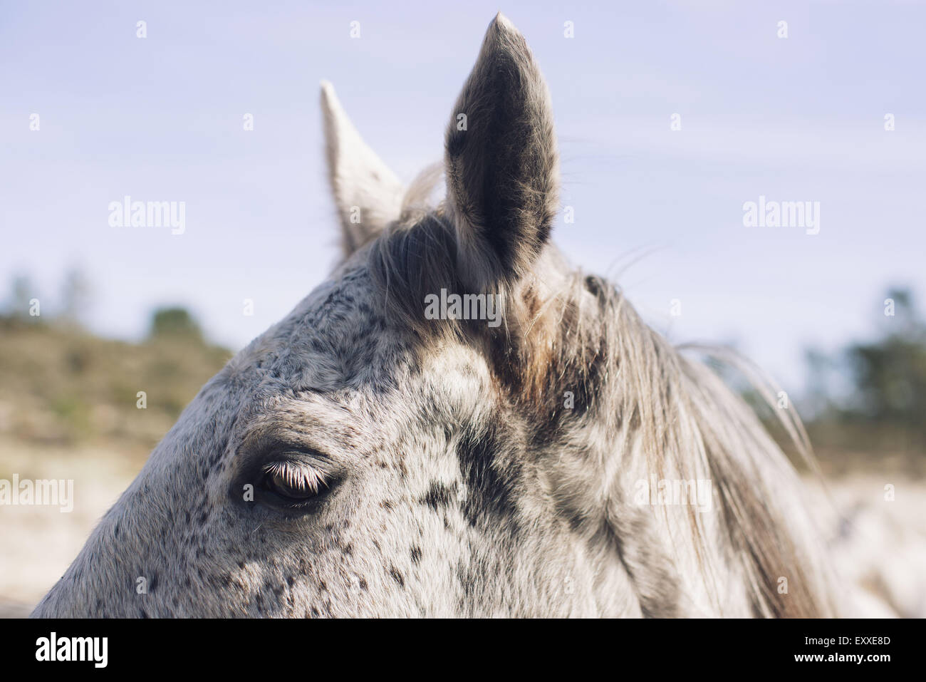 Horse, close-up Stock Photo