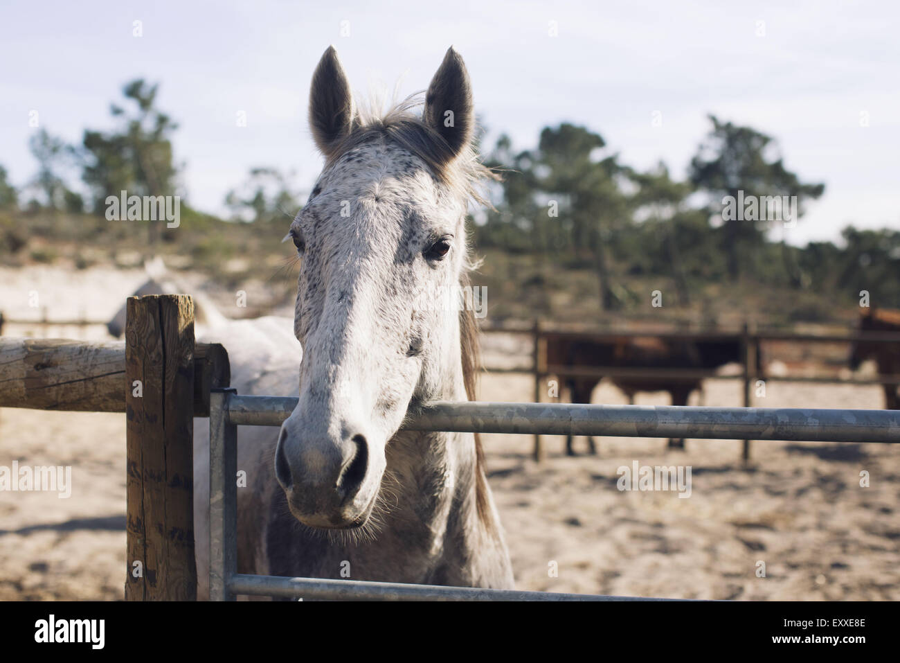 Horses in corral Stock Photo