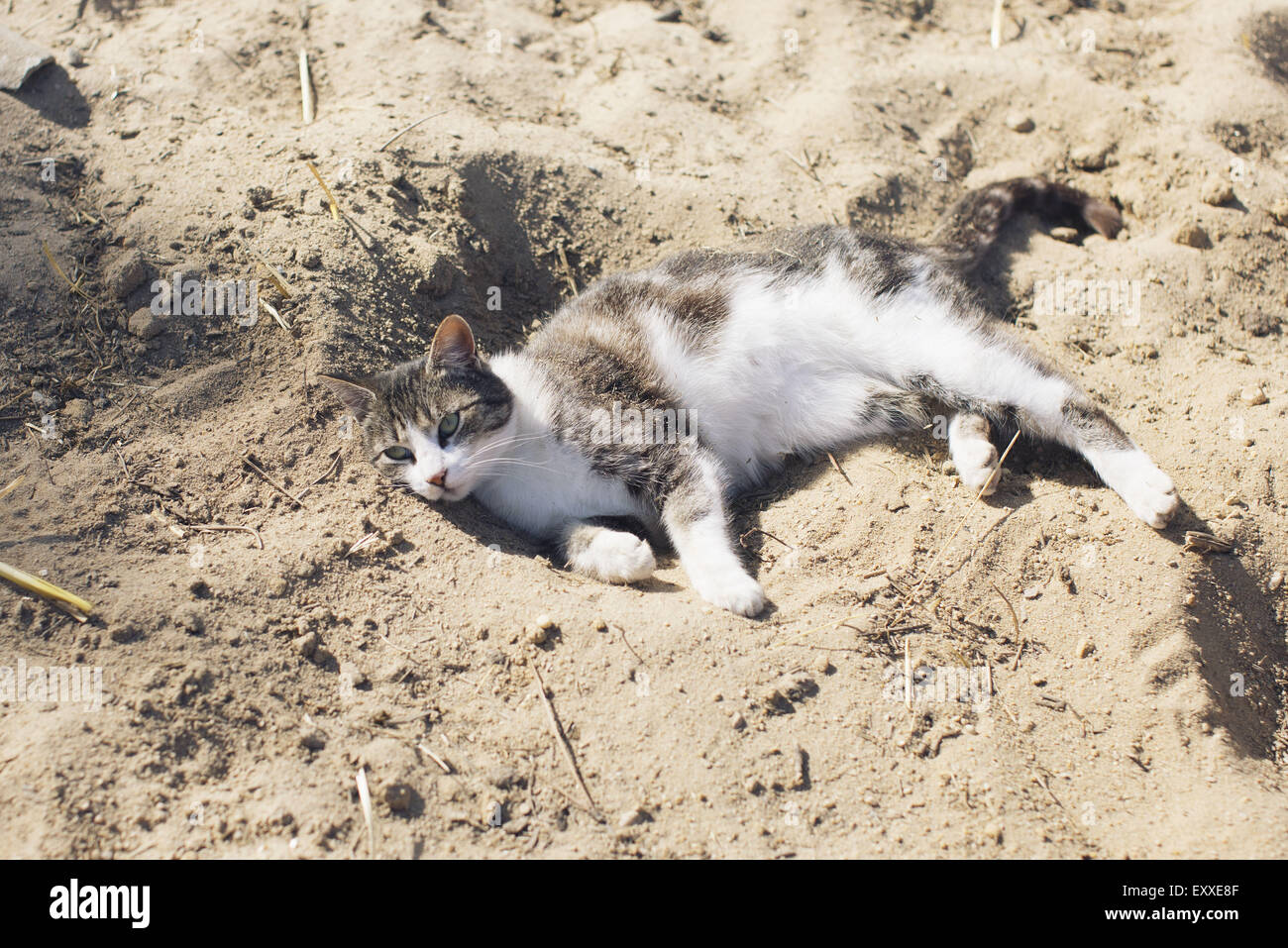 Cat lying in sand Stock Photo